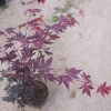 Acer palmatum 'Atropurpureum' - Japanese maple - Acer palmatum 'Atropurpureum'
