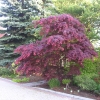 Acer palmatum 'Atropurpureum' - Japanese maple - Acer palmatum 'Atropurpureum'