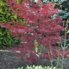 Acer palmatum 'Atropurpureum' - Japanese maple - Acer palmatum 'Atropurpureum'