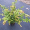 Acer palmatum 'Sangokaku' -Japanese maple - Acer palmatum 'Sangokaku'