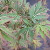 Acer palmatum 'Butterfly'- klon palmowy - Acer palmatum 'Butterfly'