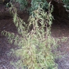 Betula pendula 'Trost's Dwarf '- brzoza brodawkowa - Betula pendula 'Trost's Dwarf'