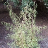 Betula pendula 'Trost's Dwarf' - Hänge-Birke ; Weiß-Birke ; Sand-Birke - Betula pendula 'Trost's Dwarf'