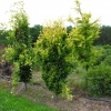 Fagus sylvatica 'Dawyck Gold' - buk pospolity - Fagus sylvatica 'Dawyck Gold'