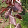 Fagus sylvatica 'Purpurea Pendula' - buk zwyczajny ; buk pospolity - Fagus sylvatica 'Purpurea Pendula'