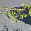 Betula pendula 'Dalecarlica - Swedish Birch - Betula pendula 'Dalecarlica'