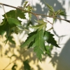 Betula pendula 'Dalecarlica' - Hänge-Birke - Betula pendula 'Dalecarlica'