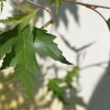 Betula pendula 'Dalecarlica' - brzoza brodawkowata - Betula pendula 'Dalecarlica'