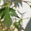 Betula pendula 'Dalecarlica' - Hänge-Birke - Betula pendula 'Dalecarlica'