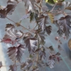 Betula pendula 'Purpurea' - brzoza brodawkowata - Betula pendula 'Purpurea'