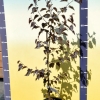 Betula pendula 'Purpurea' - Hänge-Birke - Betula pendula 'Purpurea'