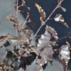 Betula pendula 'Purpurea' - brzoza brodawkowata - Betula pendula 'Purpurea'