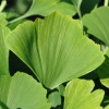 Ginkgo biloba 'Troll' - Ginkgo Tree ; maidenhair tree - Ginkgo biloba 'Troll'