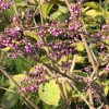 Callicarpa bodinieri 'Profusion' - pięknotka Bodiniera - Callicarpa bodinieri 'Profusion'