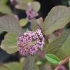 Callicarpa bodinieri 'Profusion' - pięknotka Bodiniera - Callicarpa bodinieri 'Profusion'