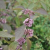 Callicarpa bodinieri 'Profusion' - pięknotka Bodiniera - Callicarpa bodinieri 'Profusion'