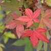 Acer palmatum - klon palmowy - Acer palmatum