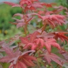 Acer palmatum - klon palmowy - Acer palmatum
