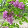 Robinia elliottii - Robinia Elliotta - Robinia elliottii ; Robinia hispida var. rosea