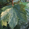 Acer pseudoplatanus 'Leopoldii' - Sycamore Maple - Acer pseudoplatanus 'Leopoldii'