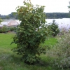 Acer pseudoplatanus 'Leopoldii' - Sycamore Maple - Acer pseudoplatanus 'Leopoldii'