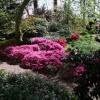 Hatsugiri -Японскaя aзалия - Hatsugiri - Rhododendron