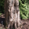 Metasequoia glyptostroboides - Mетасеквойя китайская - Metasequoia glyptostroboides