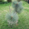 Pinus montezumae  - sosna Montezumy - Pinus montezumae