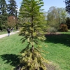 Воллемия благородная - Wollemia nobilis