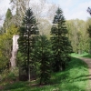 Воллемия благородная - Wollemia nobilis