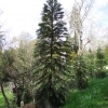 Воллемия благородная - Wollemia nobilis