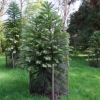 Воллемия благородная - Wollemia nobilis