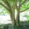 Acer davidii ssp. grosseri - Клен Давида - Acer davidii ssp. grosseri