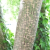 Acer davidii ssp. grosseri - Клен Давида - Acer davidii ssp. grosseri