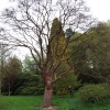 Acer griseum-Клён серый - Acer griseum