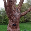 Acer griseum-Клён серый - Acer griseum
