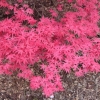 Acer palmatum - klon palmowy - Acer palmatum