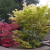 Acer palmatum - klon palmowy - Acer palmatum