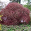 Acer palmatum - klon palmowy - Acer palmatum