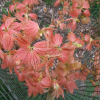 Acer pseudoplatanus  'Sunshine' -klon jawor - Acer pseudoplatanus  'Sunshine'