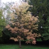 Aesculus x neglecta  'Erythroblastos'-Конский каштан  Erythroblastos - Aesculusx neglecta 'Erythroblastus'  ; Aesculus glaucescens