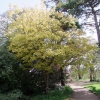 Aesculus x neglecta  'Erythroblastos'-Конский каштан  Erythroblastos - Aesculusx neglecta 'Erythroblastus'  ; Aesculus glaucescens