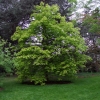 Aesculus x neglecta  'Erythroblastos'-Конский каштан  Erythroblastos - Aesculusx neglecta 'Erythroblastus'  ; Aesculus glaucescens