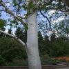 Betula utilis var. jacquemontii-Himalayan birch - Betula utilis var. jacquemontii