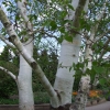 Betula utilis var. jacquemontii -Himalaja-Birke - Betula utilis var. jacquemontii