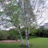 Betula utilis var. jacquemontii -Himalaja-Birke - Betula utilis var. jacquemontii