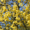 Quercus rubra   'Aurea'  - Дуб красный - Quercus rubra  'Aurea' ; Quercus borealis