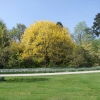 Quercus rubra   'Aurea'  - Дуб красный - Quercus rubra  'Aurea' ; Quercus borealis