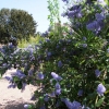 Ceanothus arboreus 'Trewithen Blue' -Kpacнокоренник  ; Цеанотус - Ceanothus arboreus  'Trewithen Blue'