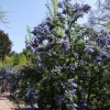 Ceanothus arboreus 'Trewithen Blue' -Kpacнокоренник  ; Цеанотус - Ceanothus arboreus  'Trewithen Blue'